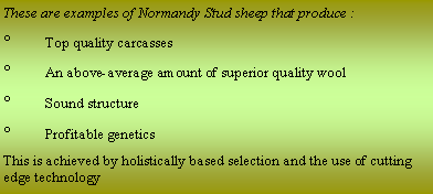 Text Box: These are examples of Normandy Stud sheep that produce :Top quality carcassesAn above-average amount of superior quality woolSound structureProfitable geneticsThis is achieved by holistically based selection and the use of cutting edge technology